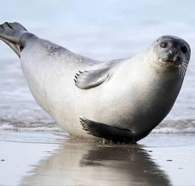 Afbeelding van pilates